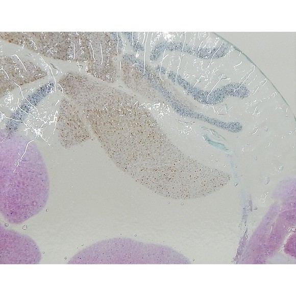 Sydenstricker Fused Art Glass Pink Orchid Small Plate 7" - Picture 5 of 9